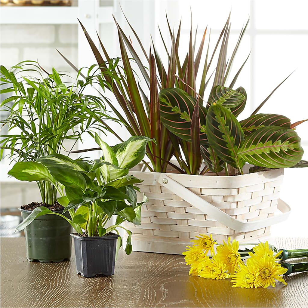Florist Designed Blooming and Green Plants in a Basket – Flower House Iii, Spring Hill FL