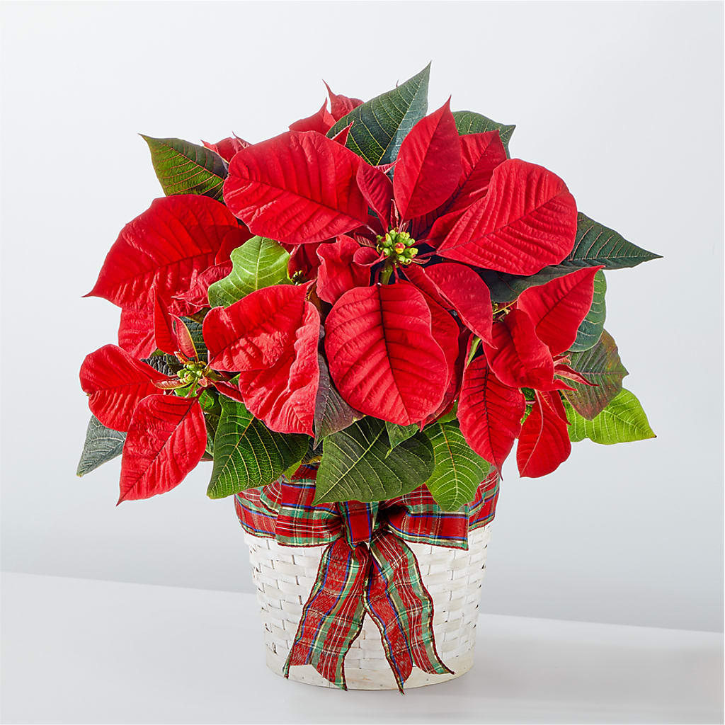 Happiest Holidays Poinsettia – Flower House Iii, Spring Hill FL