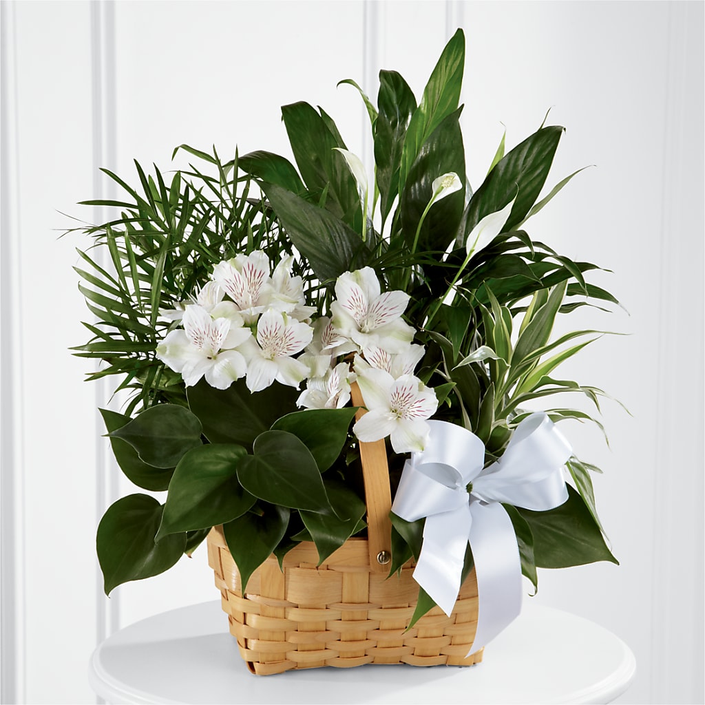 Peace & Serenity Dishgarden – Flower House Iii, Spring Hill FL