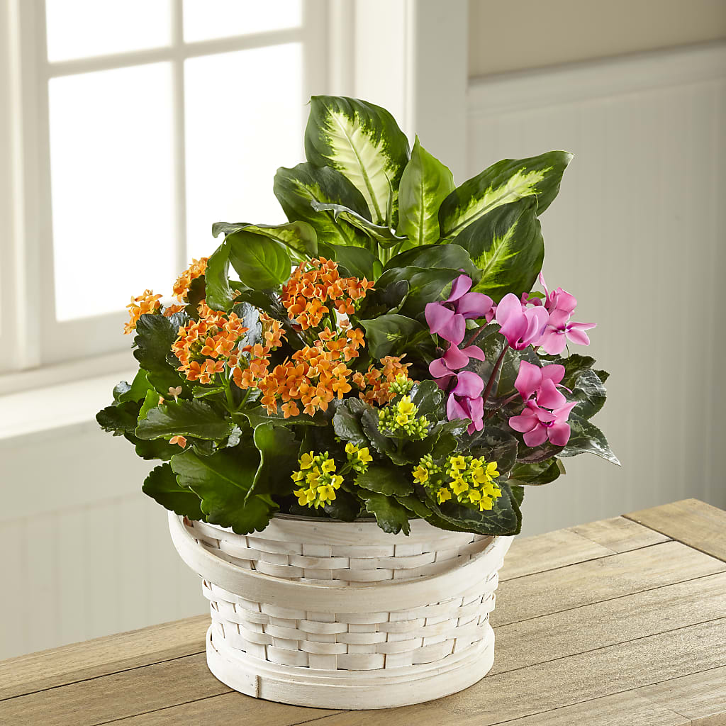 Color Crush Dishgarden – Flower House Iii, Spring Hill FL