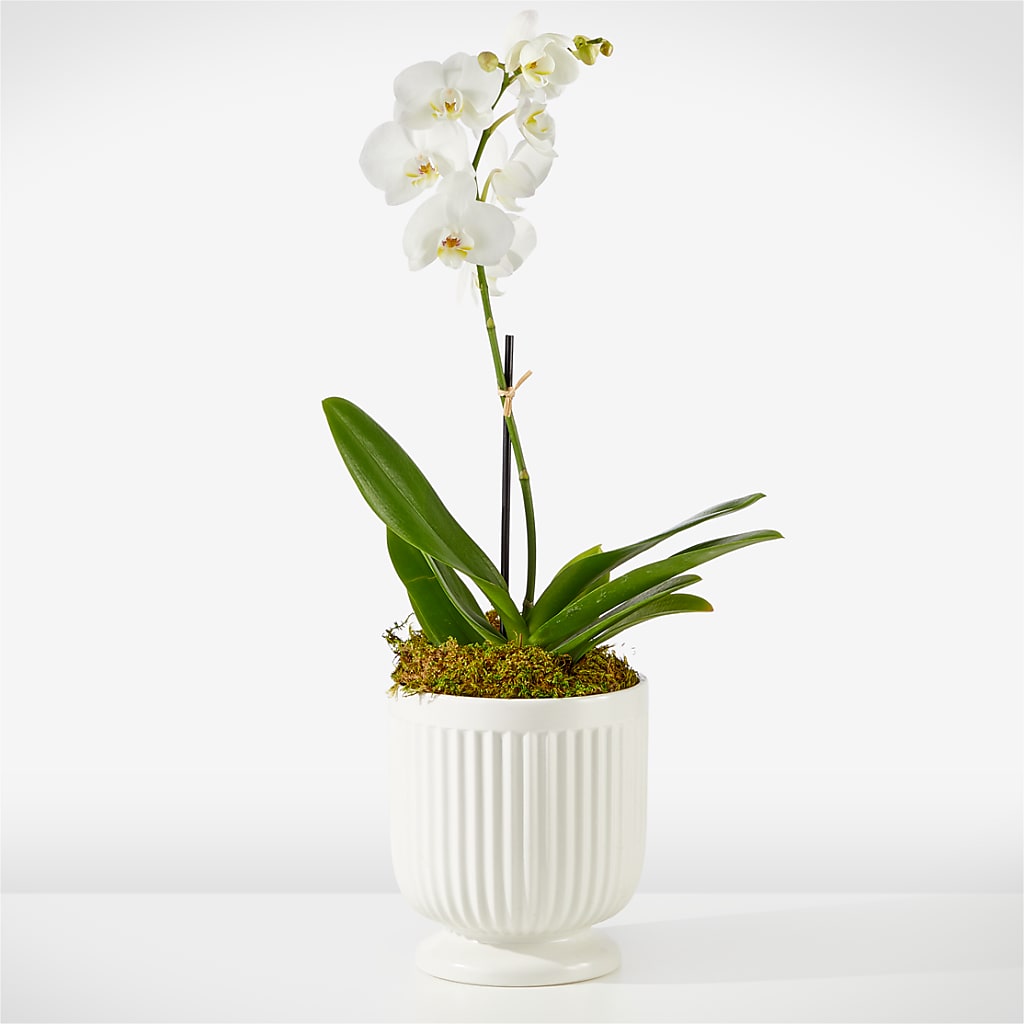 Whispering White Orchid – Flower House Iii, Spring Hill FL