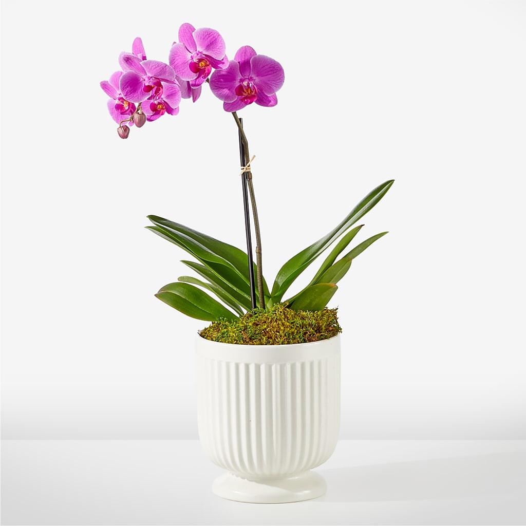 Friendly Fuchsia Orchid – Flower House Iii, Spring Hill FL