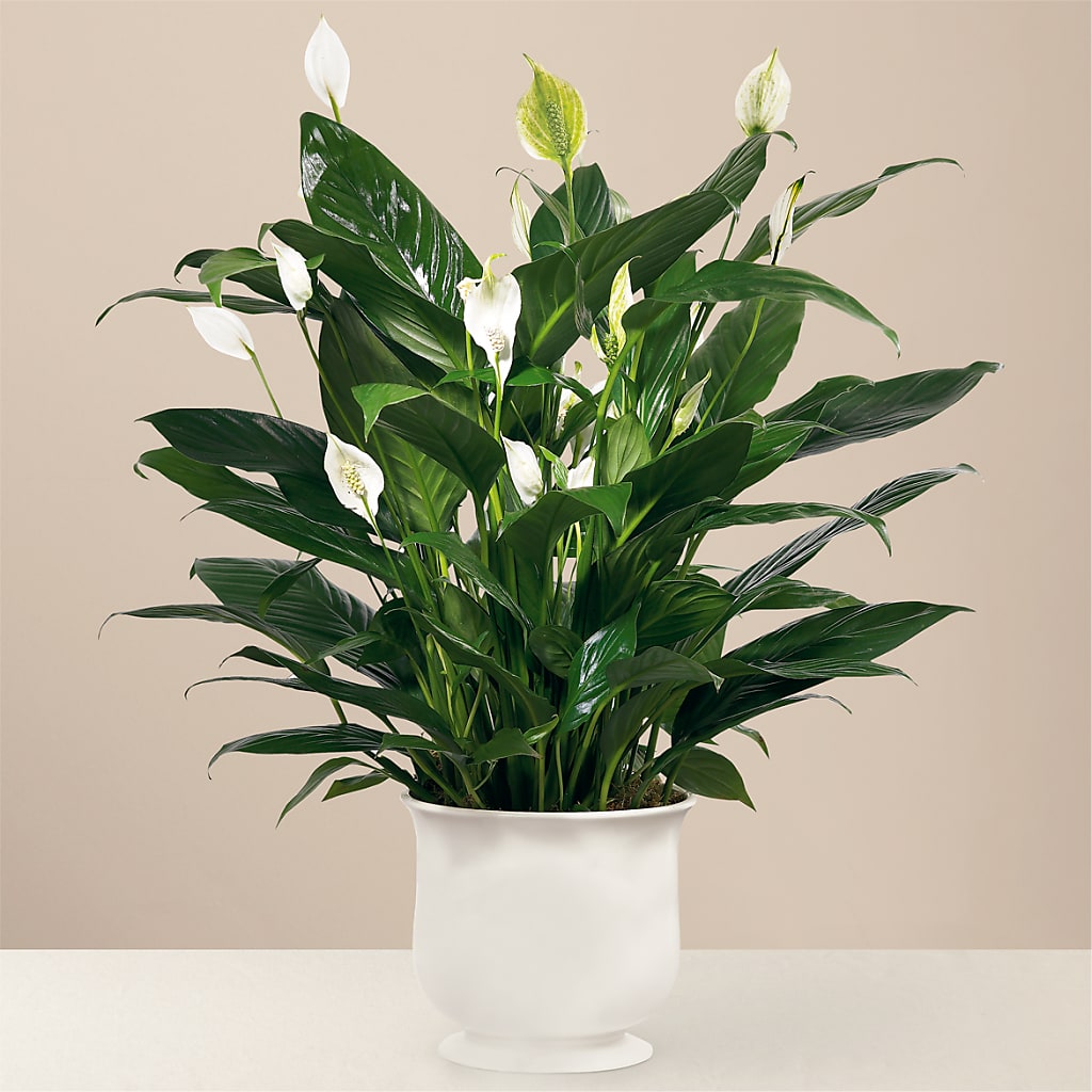Comfort Planter – Flower House Iii, Spring Hill FL