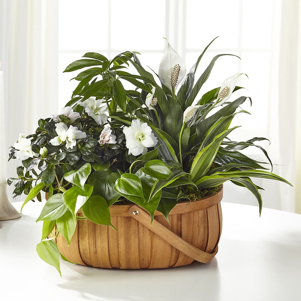 Serene Dishgarden – Flower House Iii, Spring Hill FL
