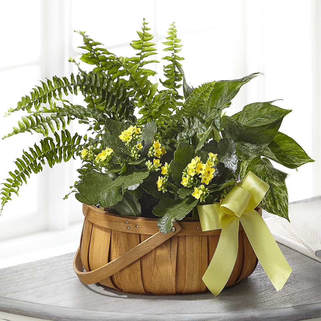 Always Dear Dishgarden – Flower House Iii, Spring Hill FL