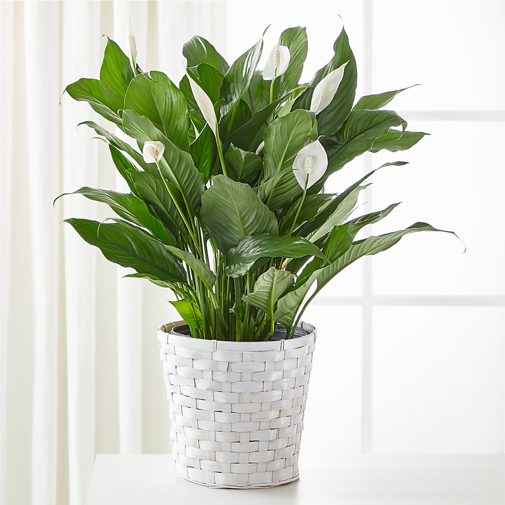 A New Leaf Peace Lily – Flower House Iii, Spring Hill FL
