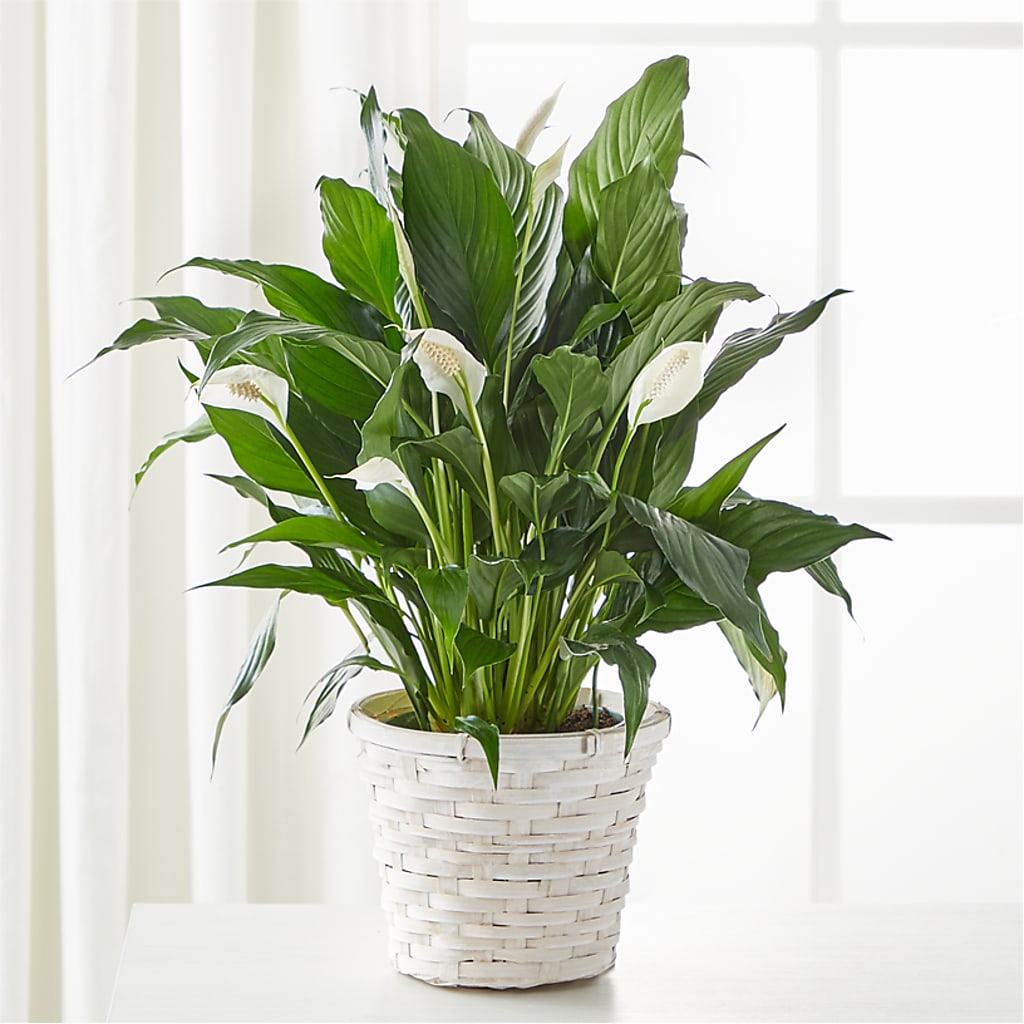 A New Leaf Peace Lily – Flower House Iii, Spring Hill FL