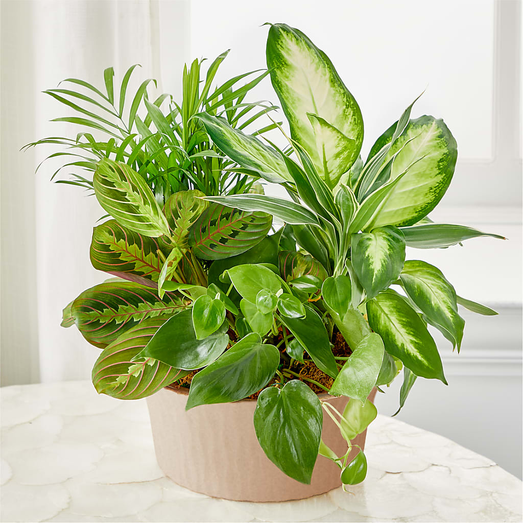 Balance & Harmony Dishgarden – Flower House Iii, Spring Hill FL
