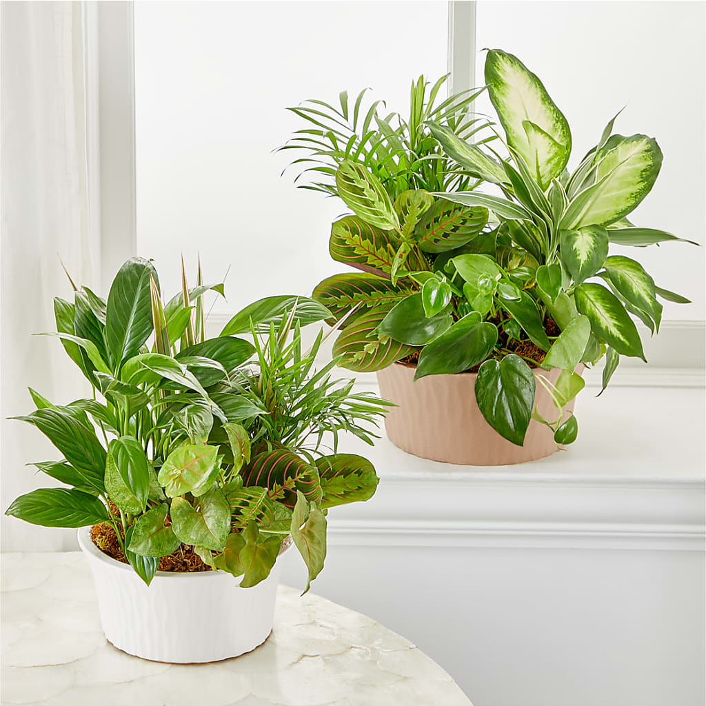 Balance & Harmony Dishgarden – Flower House Iii, Spring Hill FL