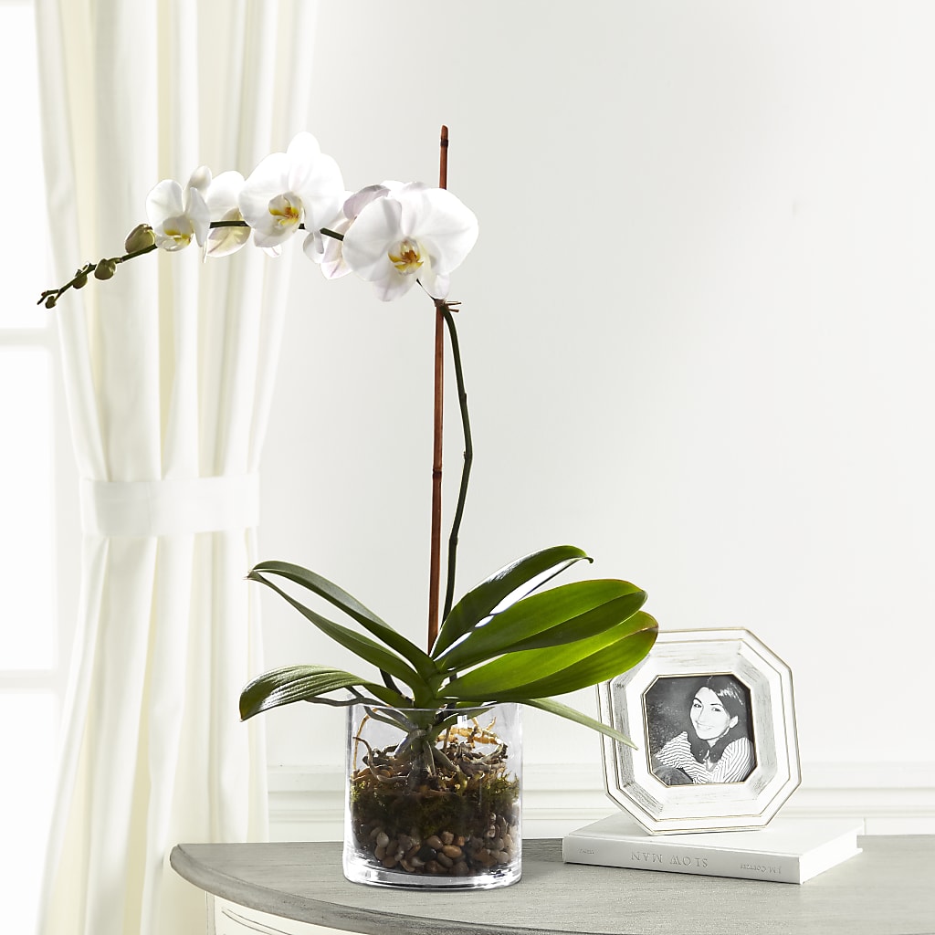 White Orchid Planter – Flower House Iii, Spring Hill FL