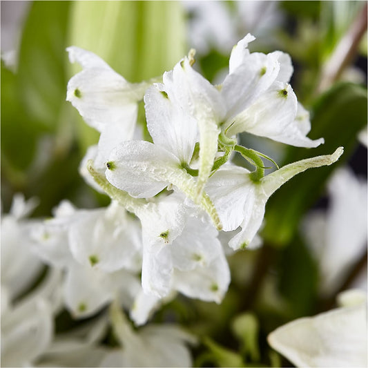 Classic Ivory – A Florist Original – Flower House Iii, Spring Hill FL