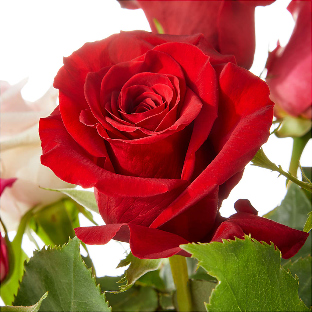 Love Notes Rose Bouquet – Flower House Iii, Spring Hill FL
