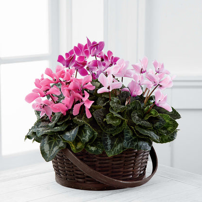Mixed Cyclamen Planter –  Flower House Iii, Spring Hill FL