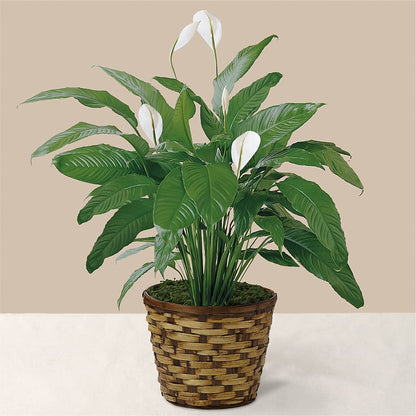 Tranquil Moments Peace Lily Plant –  Flower House Iii, Spring Hill FL