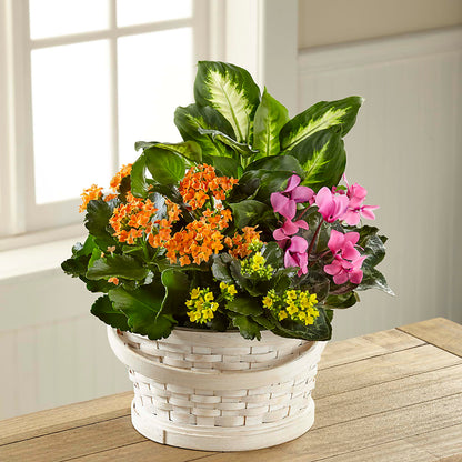 Color Crush Dishgarden –  Flower House Iii, Spring Hill FL