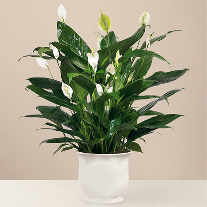 Comfort Planter –  Flower House Iii, Spring Hill FL