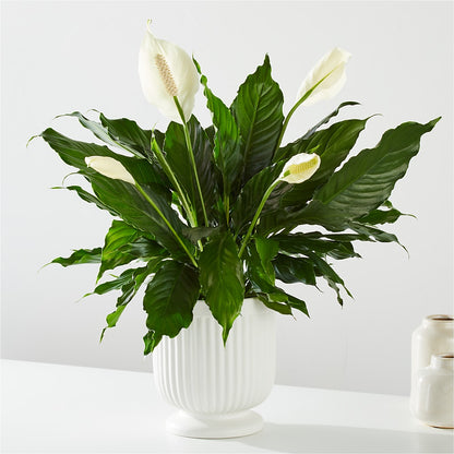 Comfort Planter –  Flower House Iii, Spring Hill FL