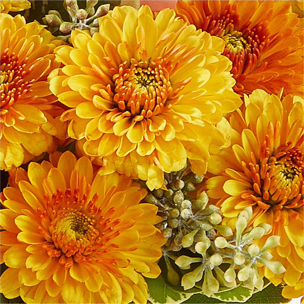 Peachy Pumpkin –  Flower House Iii, Spring Hill FL