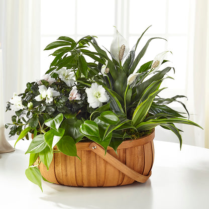 Serene Dishgarden –  Flower House Iii, Spring Hill FL