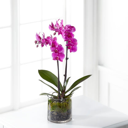 Pink Orchid Plant –  Flower House Iii, Spring Hill FL