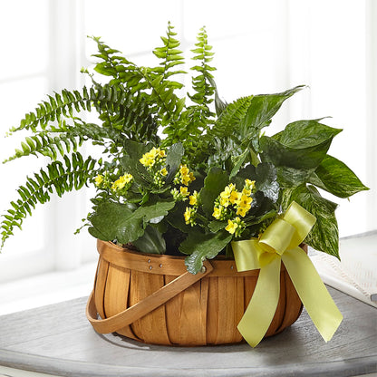 Always Dear Dishgarden –  Flower House Iii, Spring Hill FL