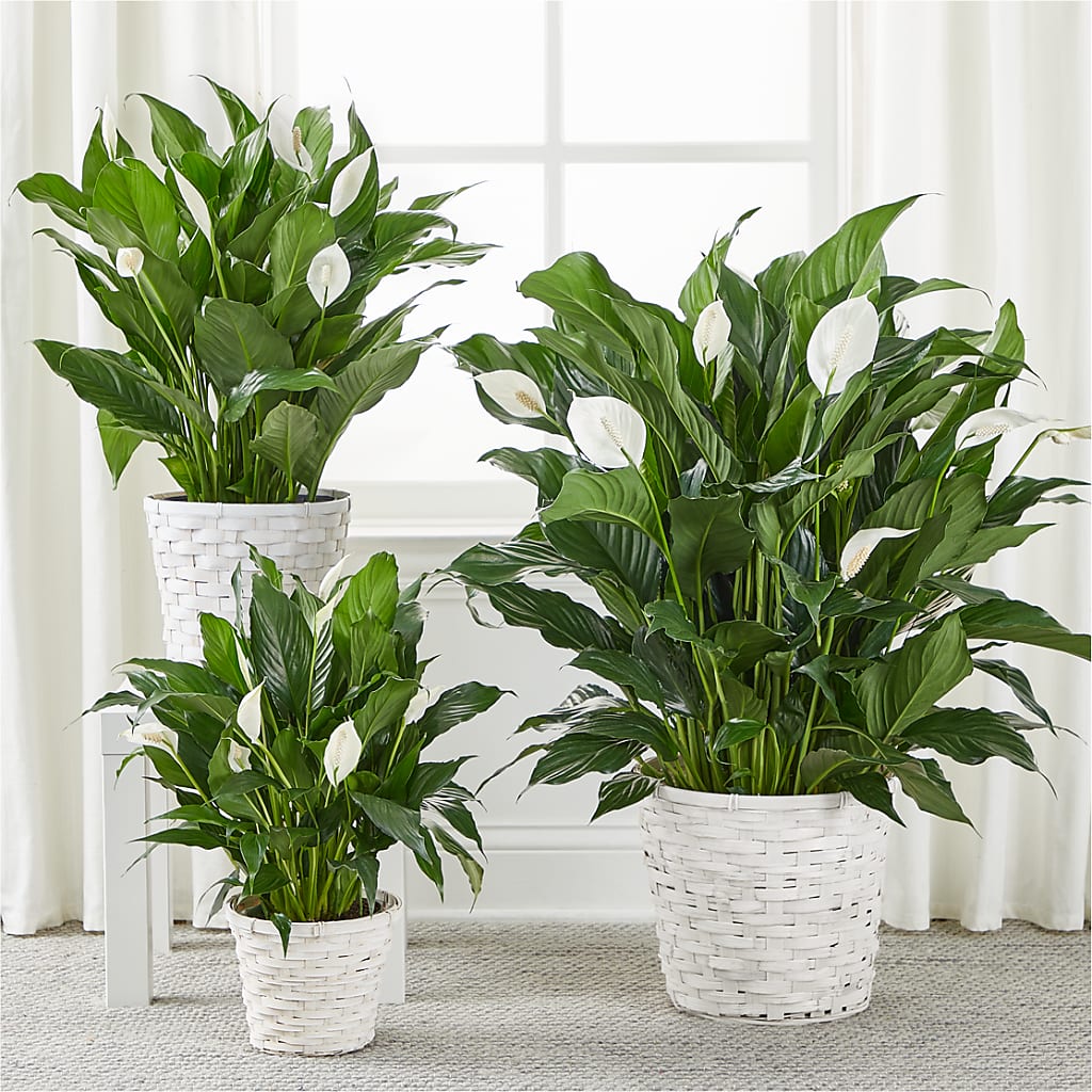 A New Leaf Peace Lily –  Flower House Iii, Spring Hill FL