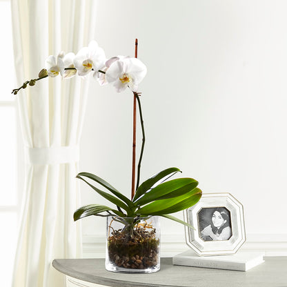 White Orchid Planter –  Flower House Iii, Spring Hill FL